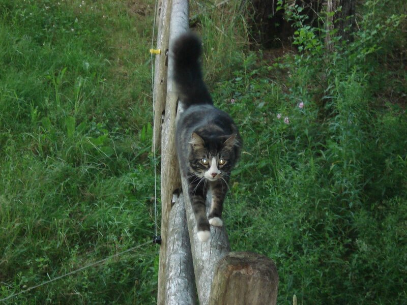 Tabby Cat on Fence — Green