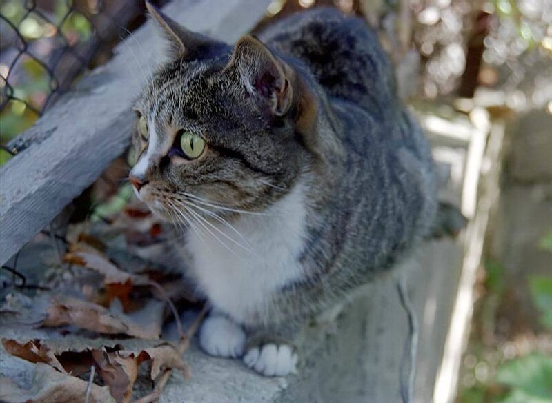Tabby Cat on Fence