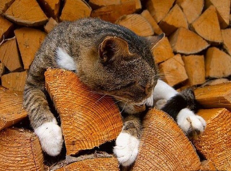 Tabby Cat on Firewood