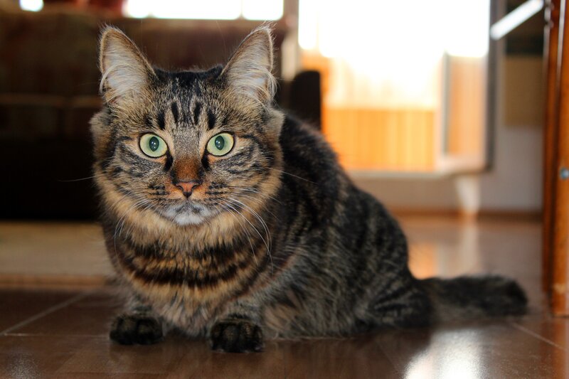 Tabby Cat on Floor — Brown, Calm, Afternoon