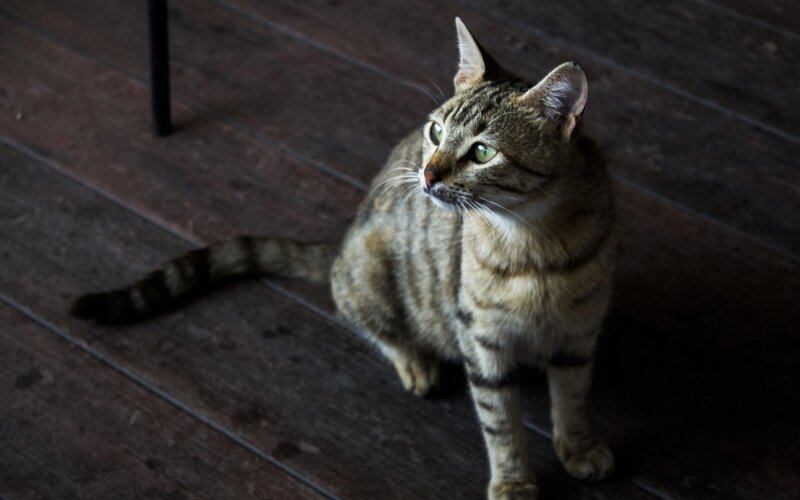 Tabby Cat on Floor — Brown, Calm, Photograph