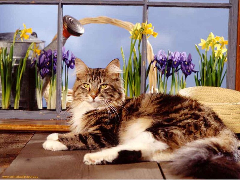 Tabby Cat on Floor — Brown, Calm