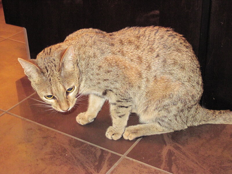 Tabby Cat on Floor — Brown