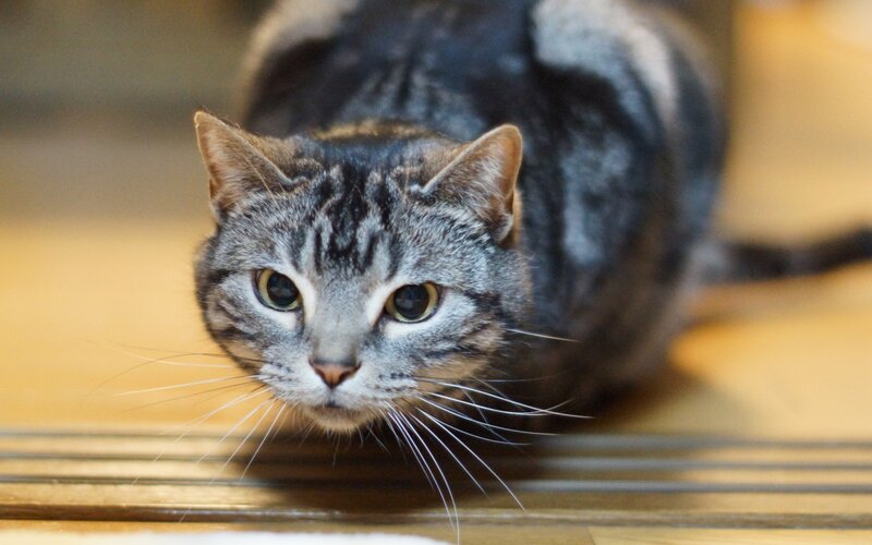Tabby Cat on Floor — Gray, Calm, Photograph