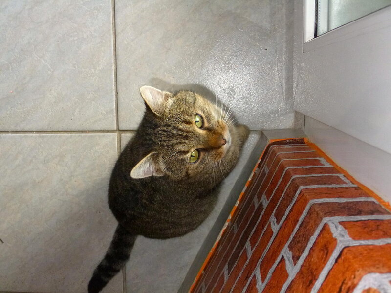 Tabby Cat on Floor — Gray, Calm
