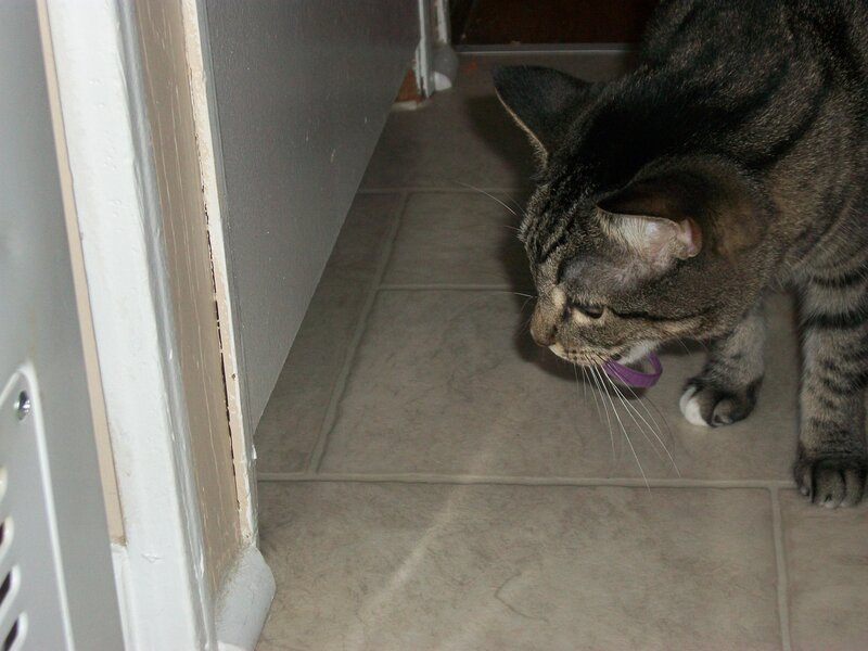 Tabby Cat on Floor — Gray