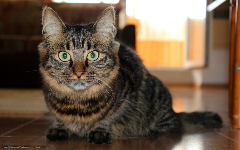 tabby cat on floor