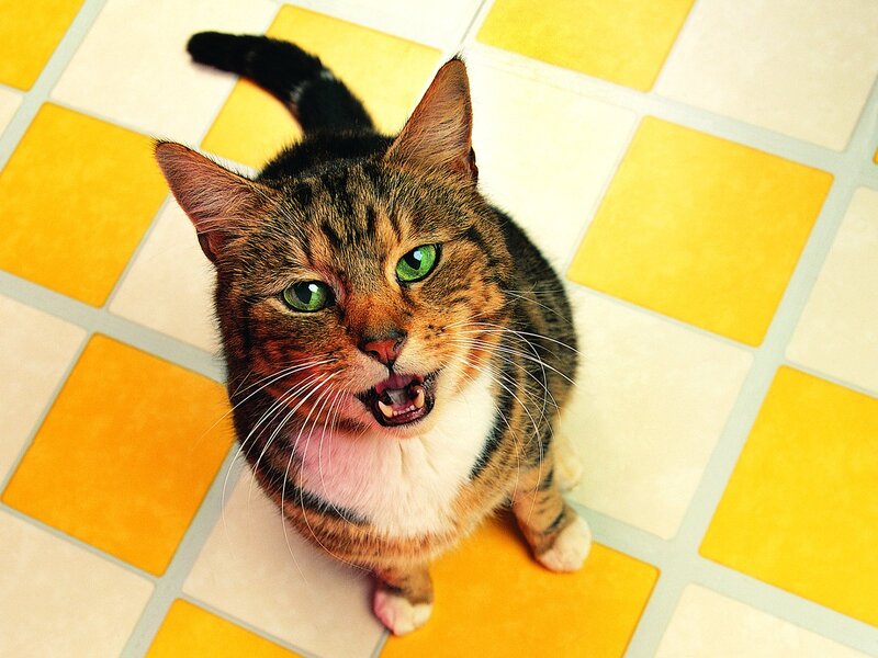 Tabby Cat on Floor — Yellow