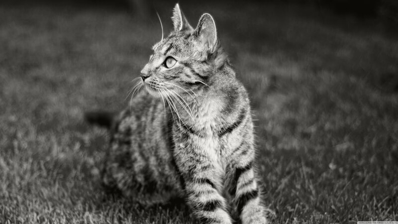 Tabby Cat on Grass — Black