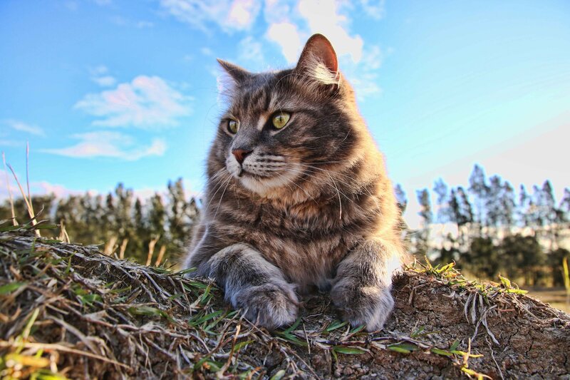 Tabby Cat on Grass — Blue