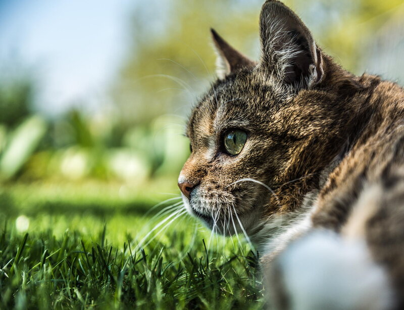 Tabby Cat on Grass — Brown