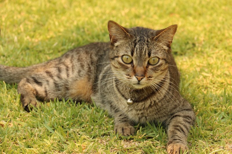 Tabby Cat on Grass — Green, Calm, Afternoon, Photograph, Collar, Bell