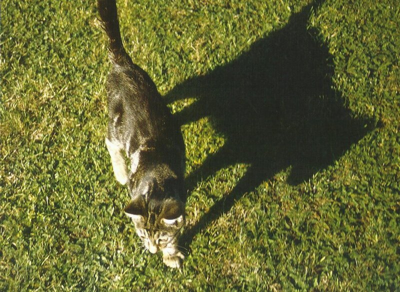 Tabby Cat on Grass — Green, Calm, Afternoon, Photograph, Shadow