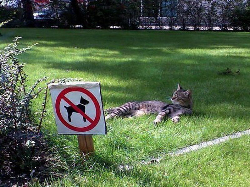 Tabby Cat on Grass — Green, Calm, Afternoon, Photograph, Sign