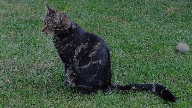 Tabby Cat on Grass — Green, Calm, Afternoon, Photograph