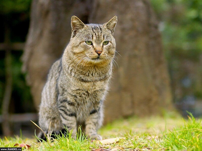 Tabby Cat on Grass — Green, Calm, Afternoon, Photograph, Tree Trunk