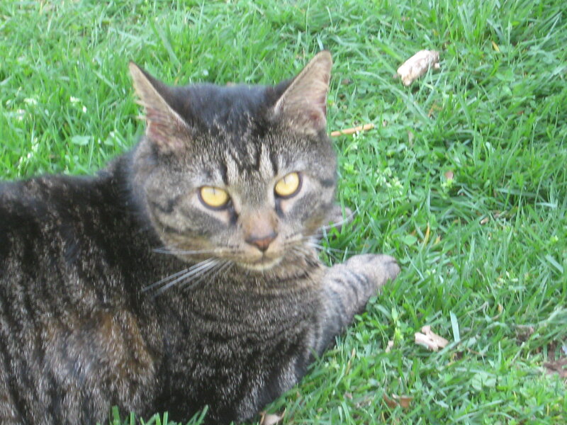 Tabby Cat on Grass — Green, Calm, Afternoon