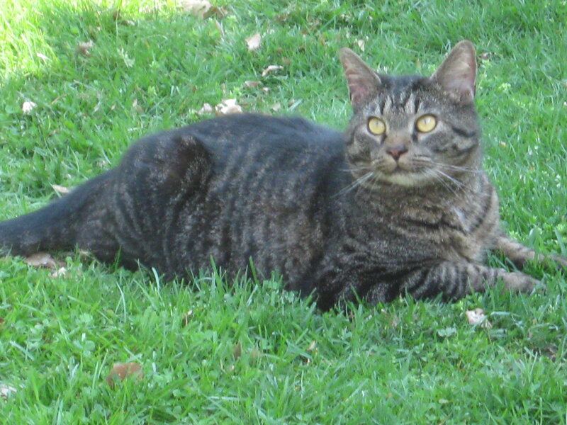Tabby Cat on Grass — Green, Calm