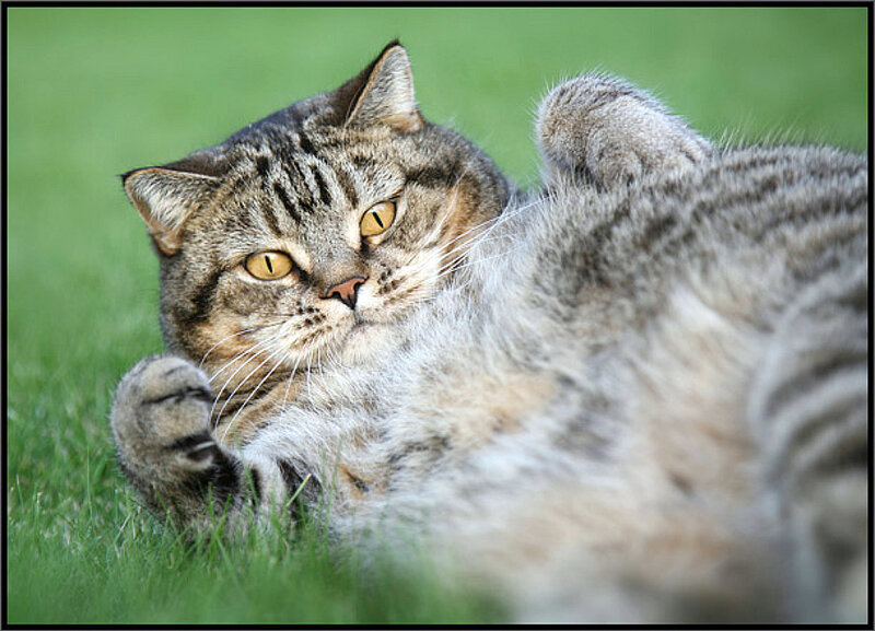Tabby Cat on Grass — Green, Relaxed, Afternoon