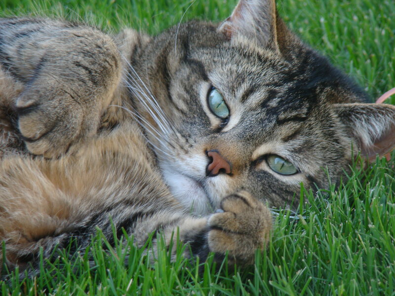 Tabby Cat on Grass — Green, Relaxed
