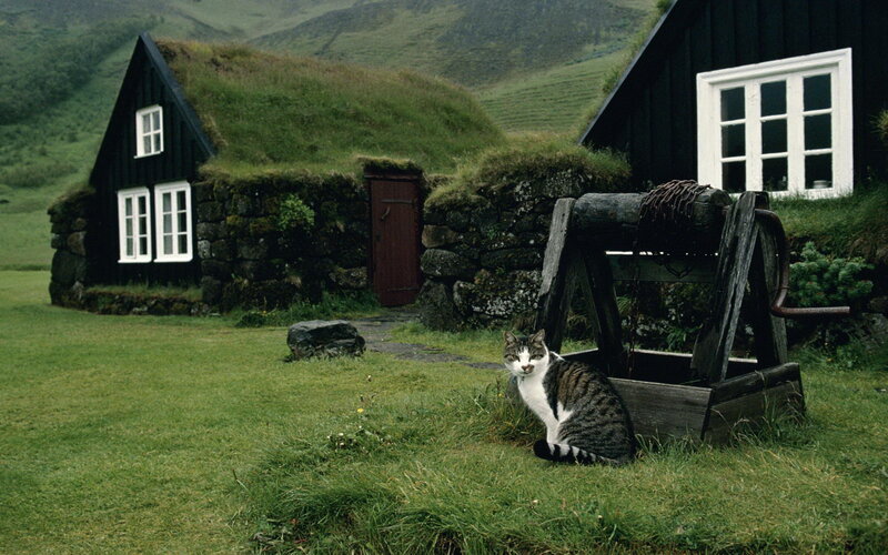 Tabby Cat on Grass — Green, Serene, Afternoon