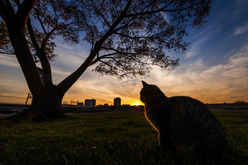 Tabby Cat on Grass — Green, Serene