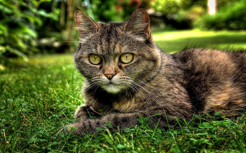 Tabby Cat on Grass — Green