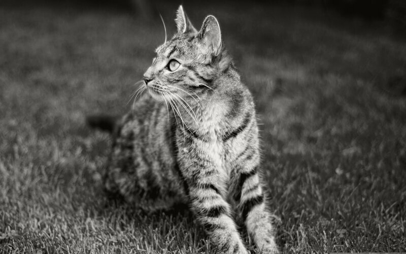 tabby cat on grass