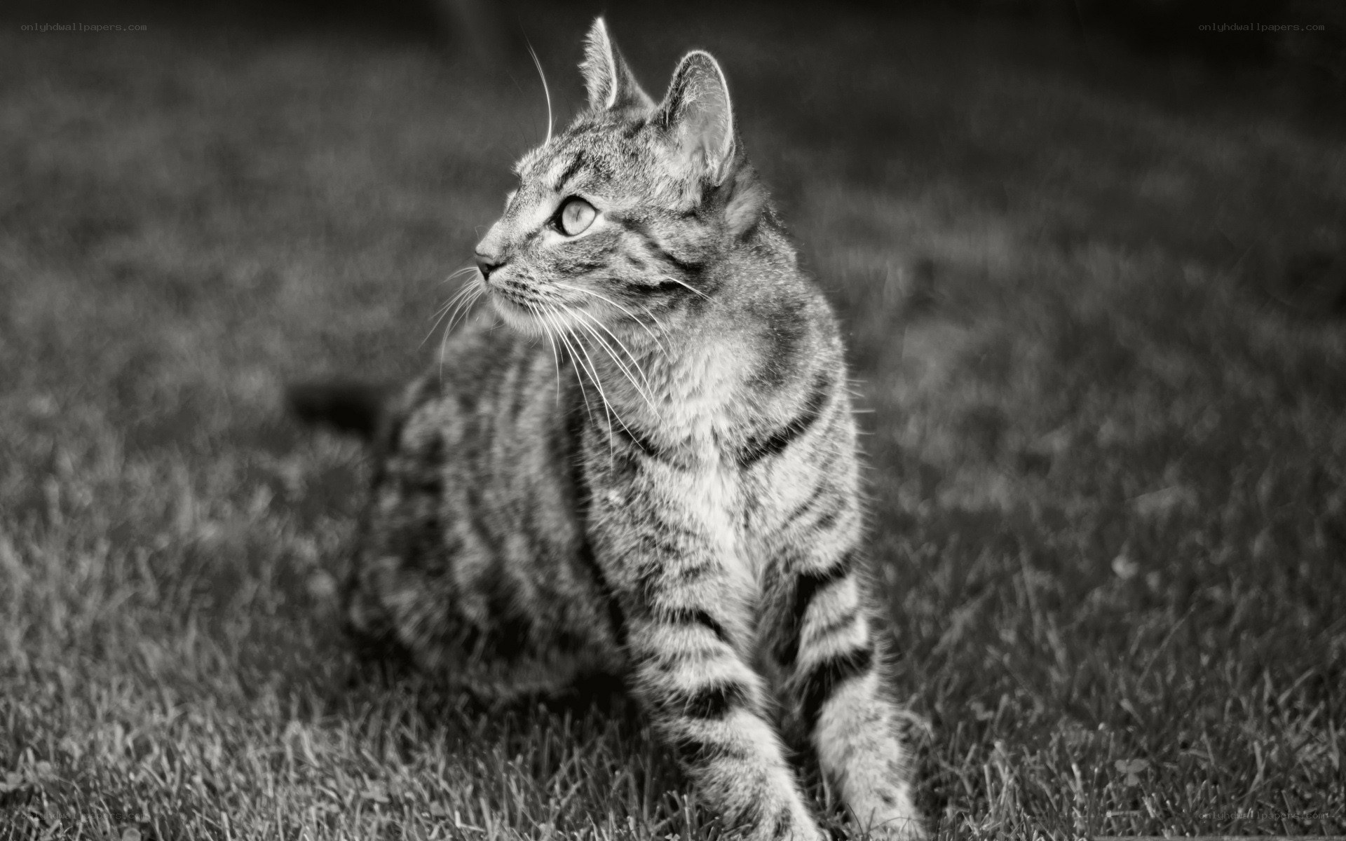 tabby cat on grass