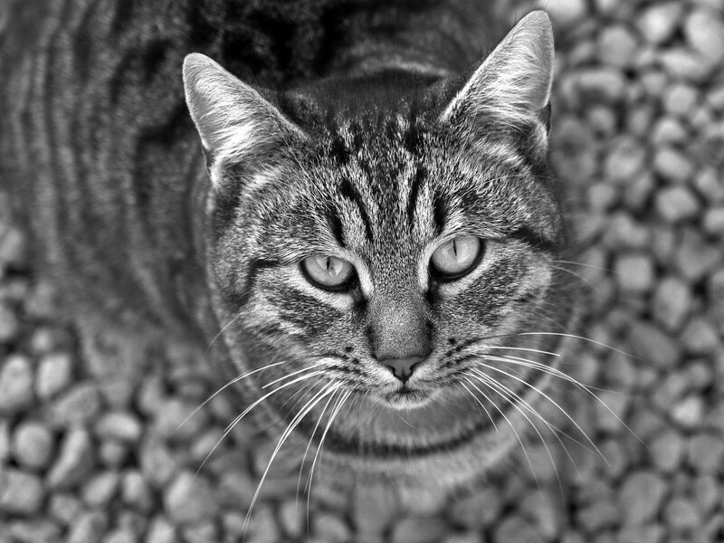 Tabby Cat on Gravel — Black