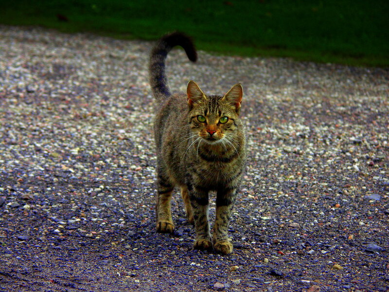 Tabby Cat on Gravel — Brown, Alert