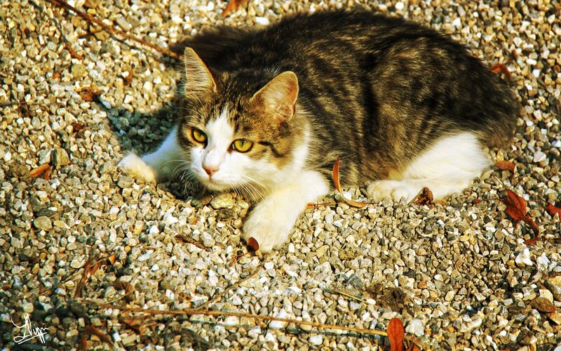 Tabby Cat on Gravel — Brown, Calm