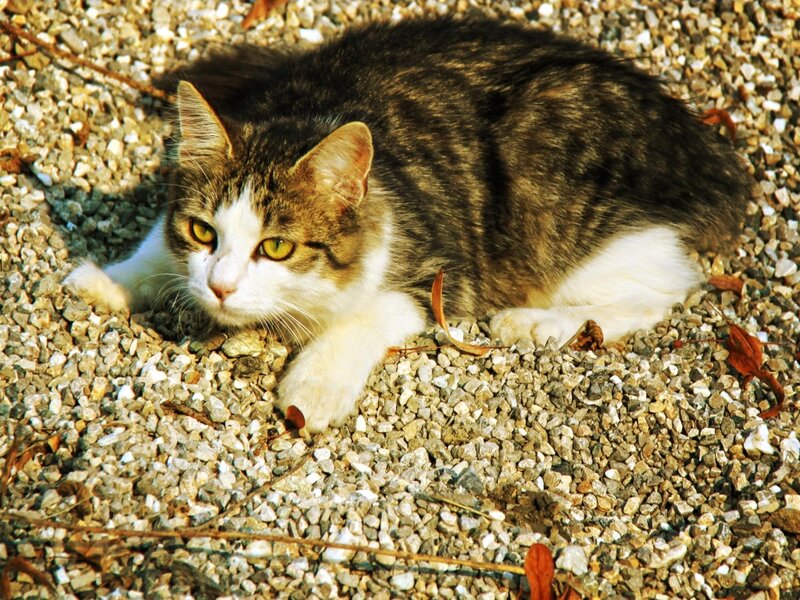 Tabby Cat on Gravel — Brown
