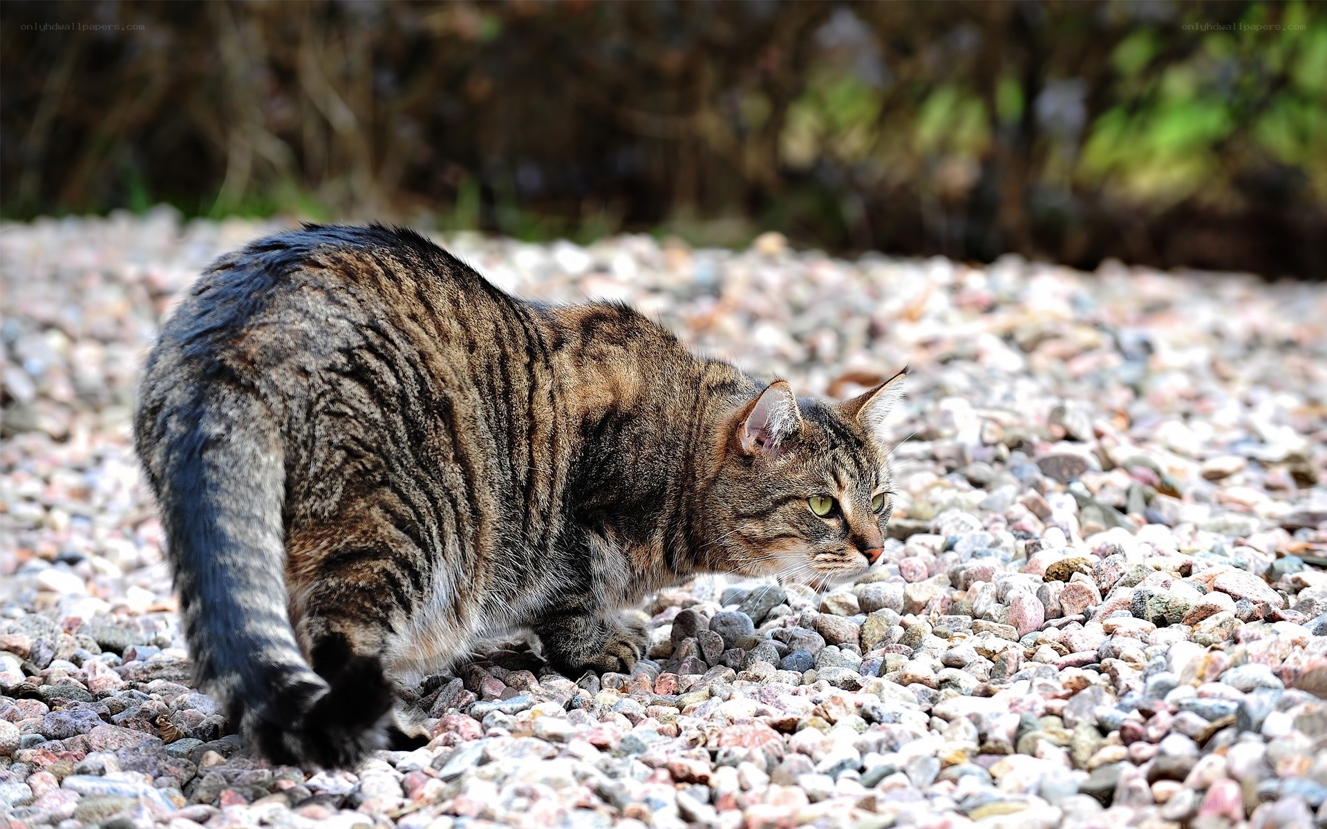 tabby cat on gravel path