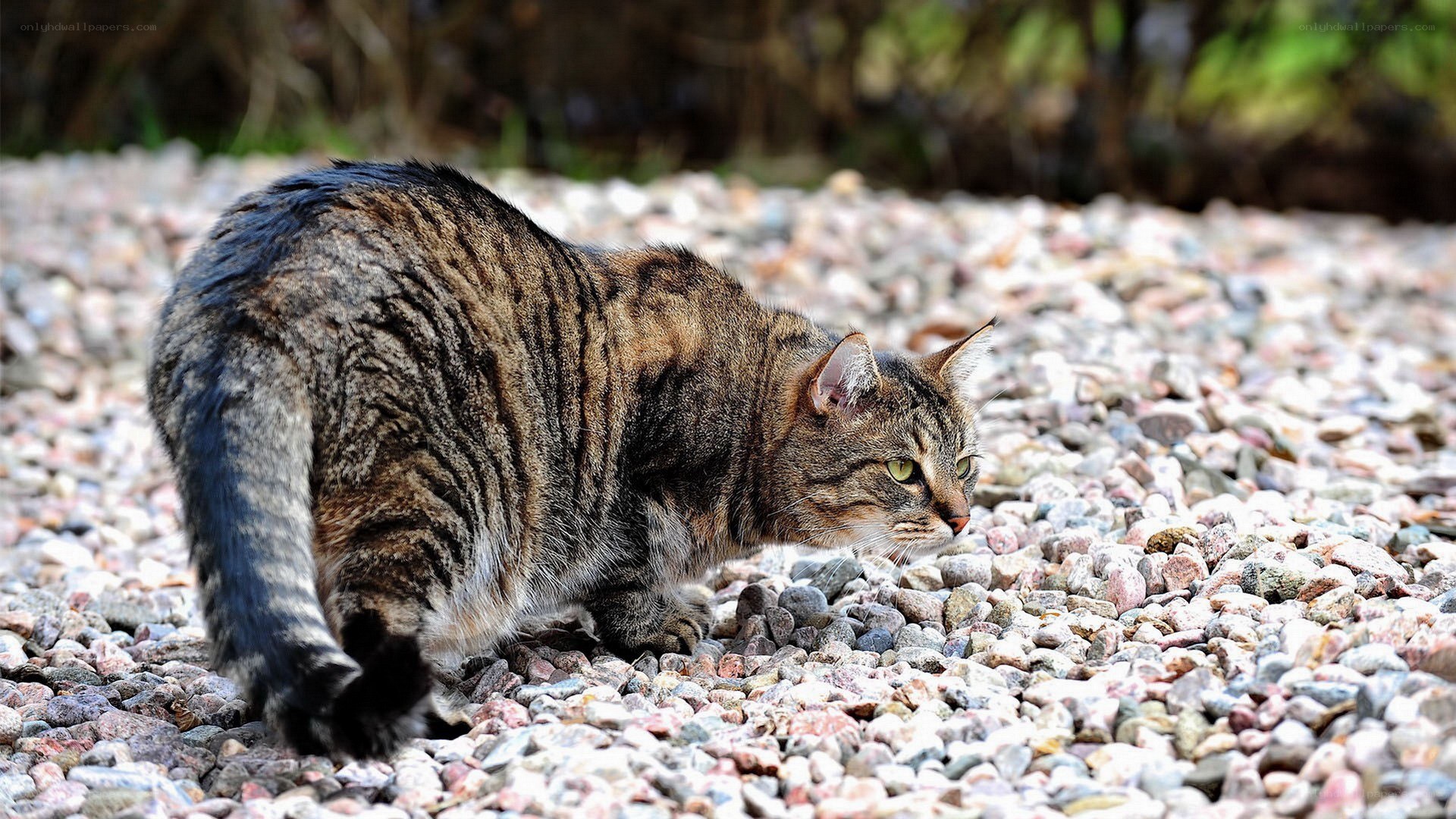 tabby cat on gravel