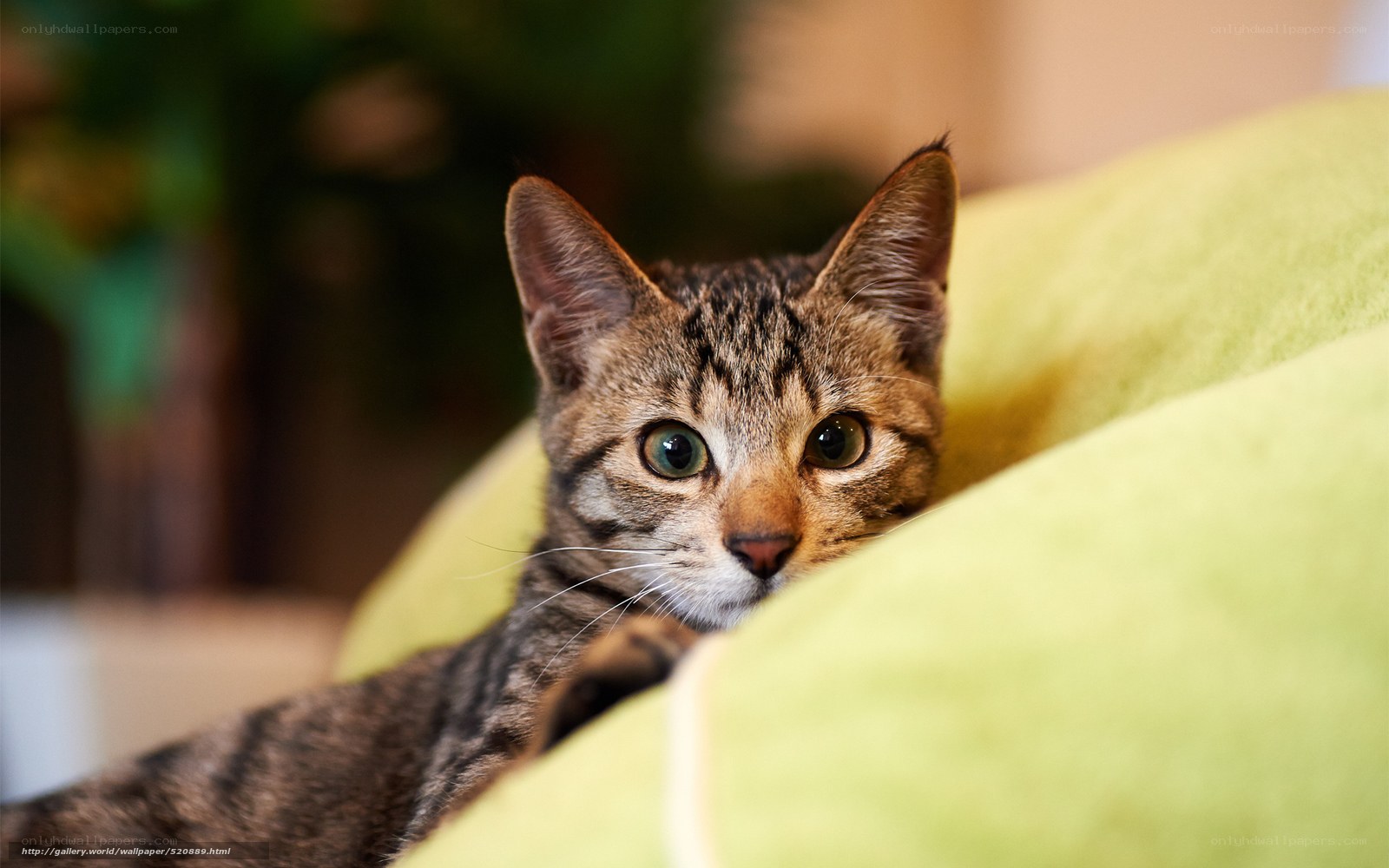 tabby cat on green couch