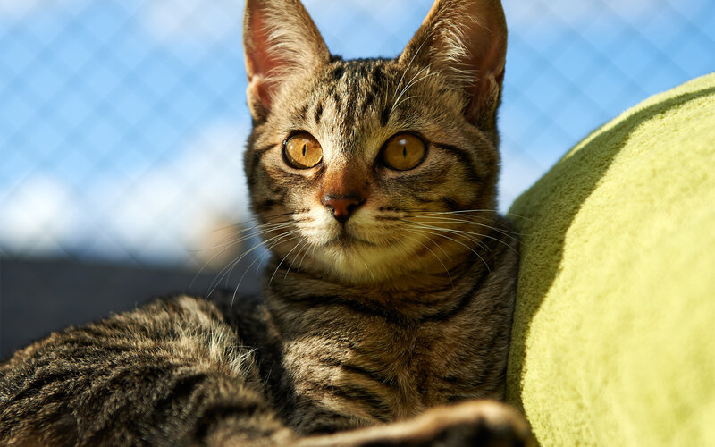 Tabby Cat on Green Cushion — Brown