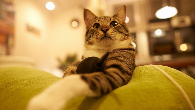 Tabby Cat on Green Cushion — Curious
