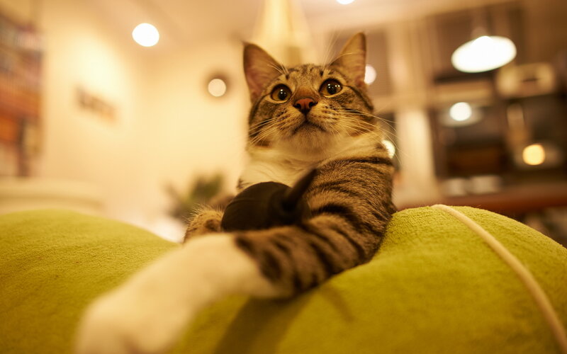 Tabby Cat on Green Cushion