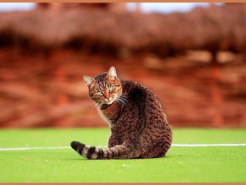 tabby cat on green field
