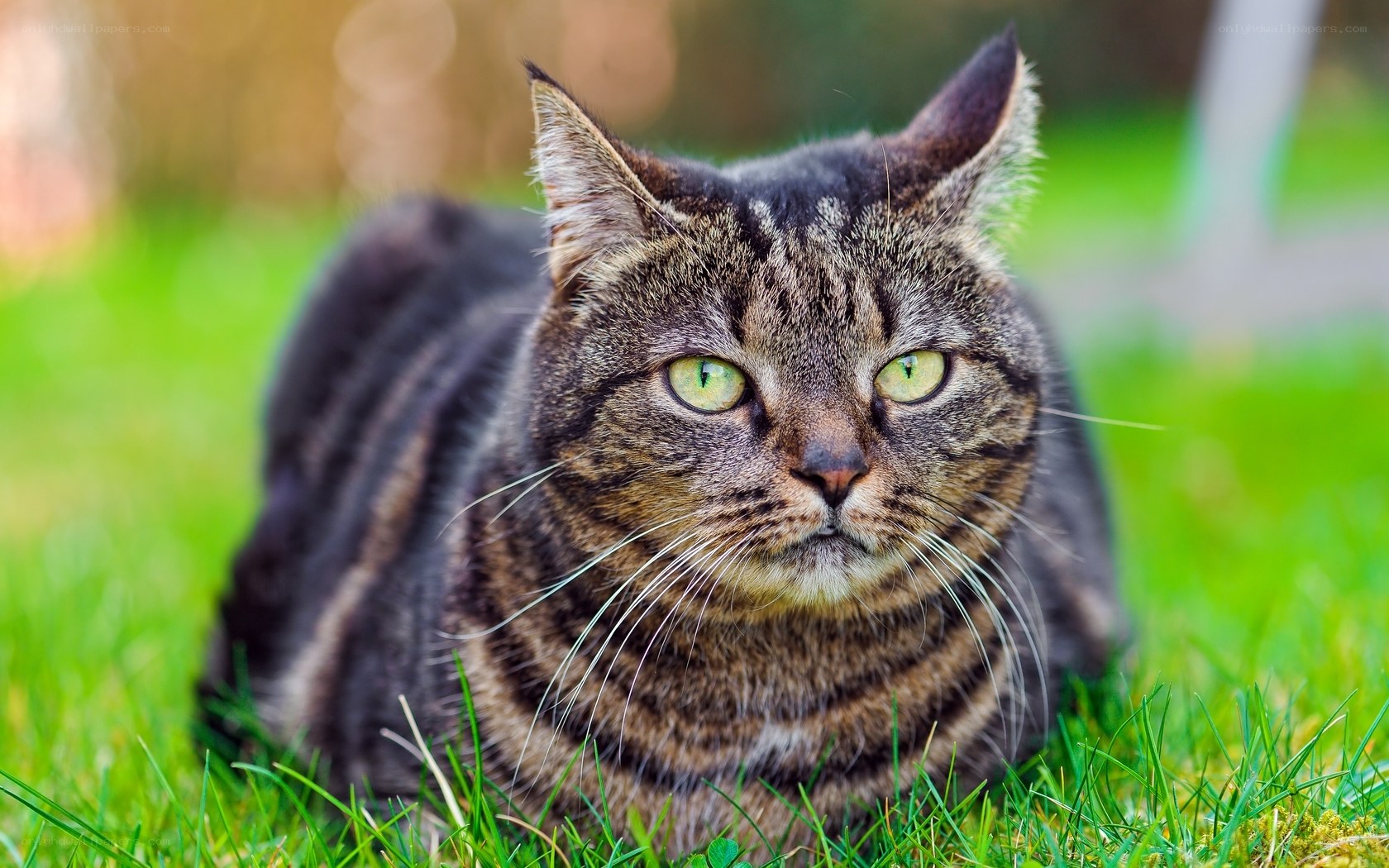 tabby cat on green grass