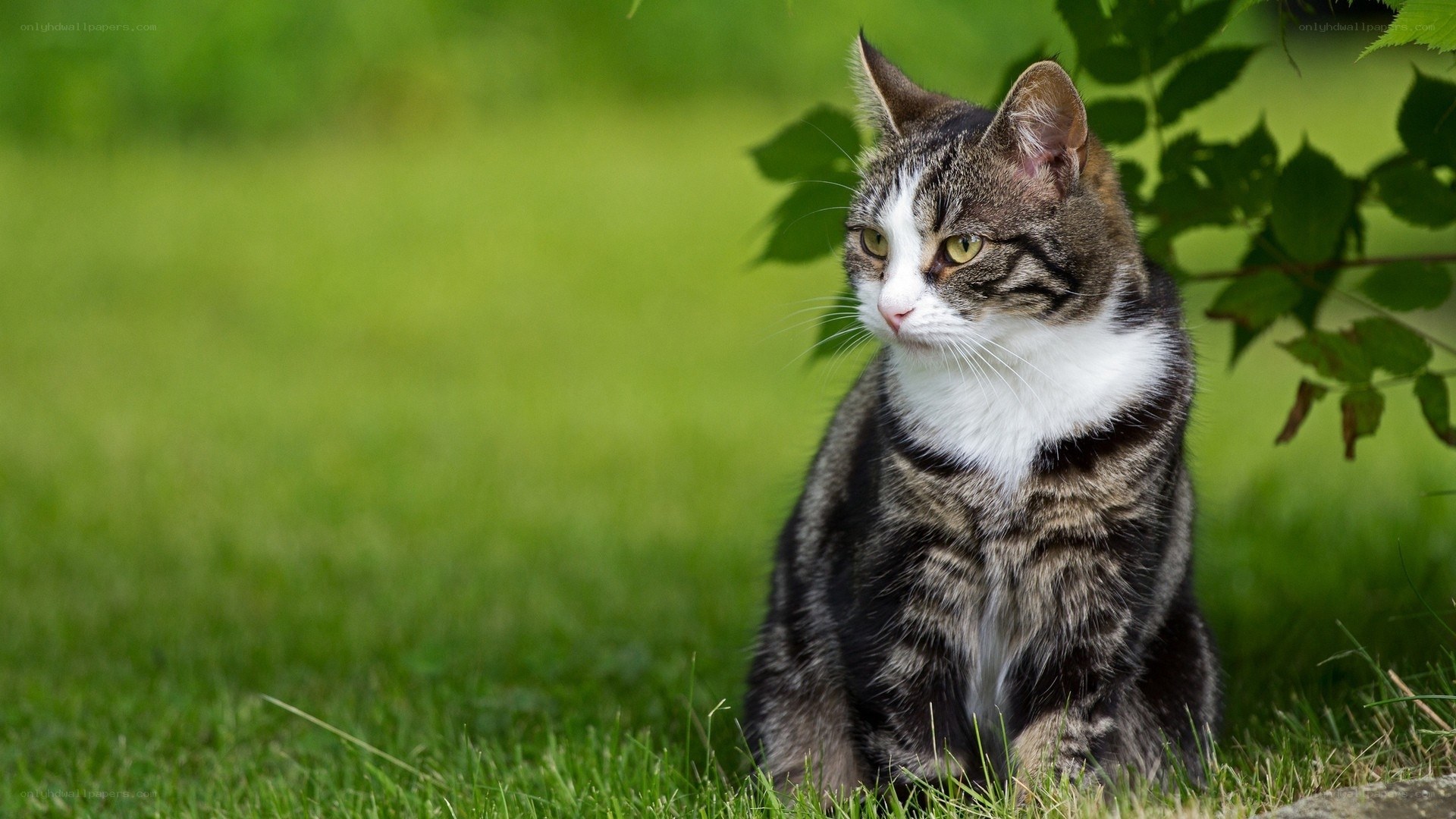 tabby cat on green grass