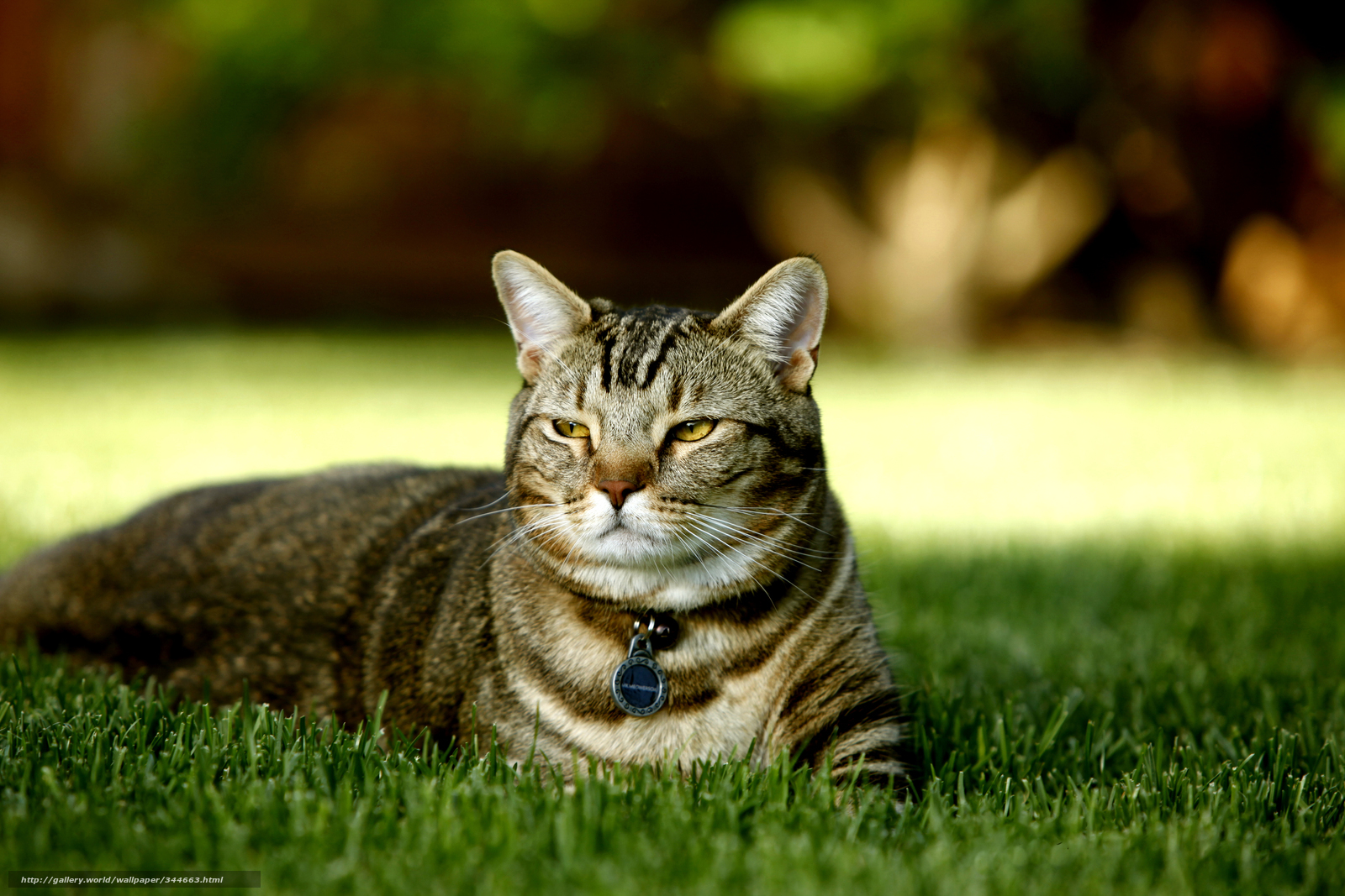 Tabby cat on green grass