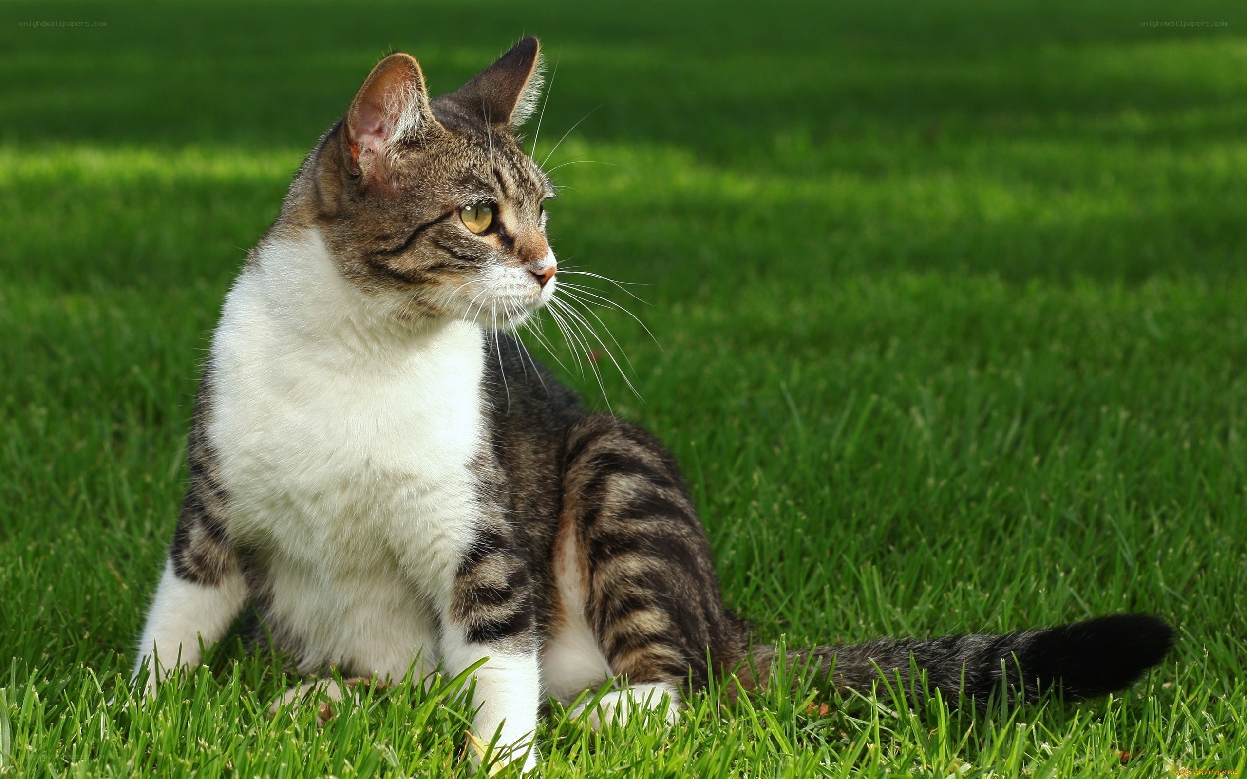 tabby cat on green grass
