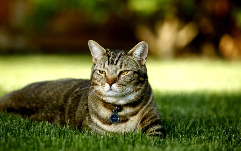Tabby cat on green grass