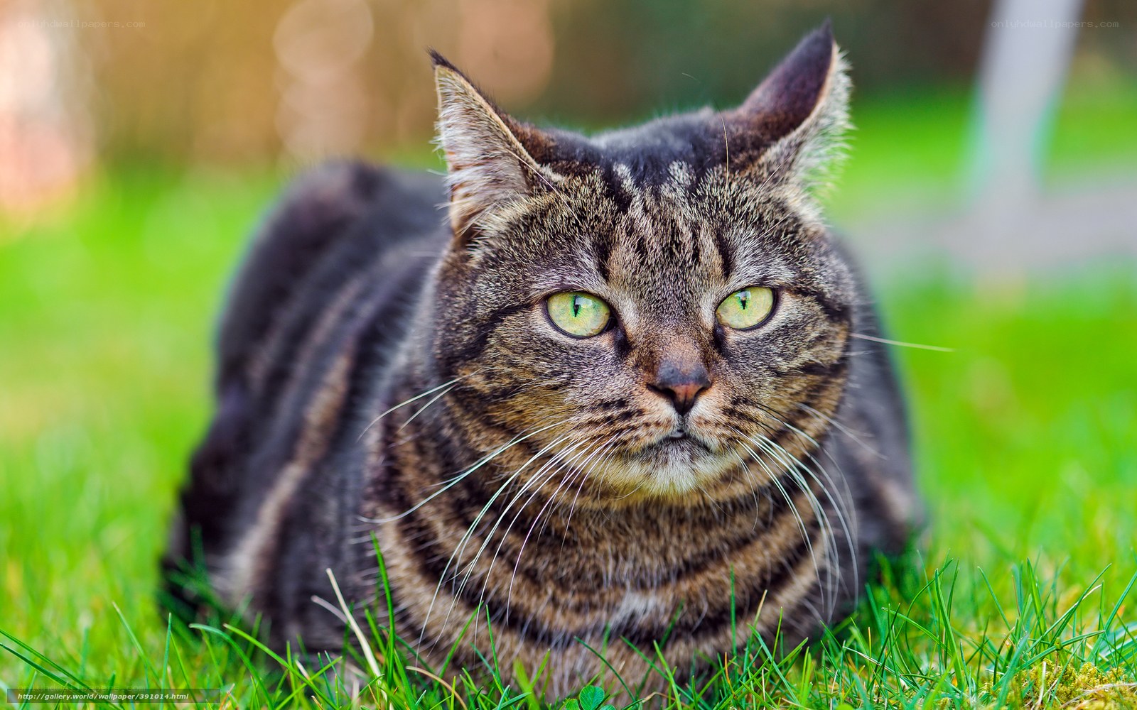 tabby cat on green grass