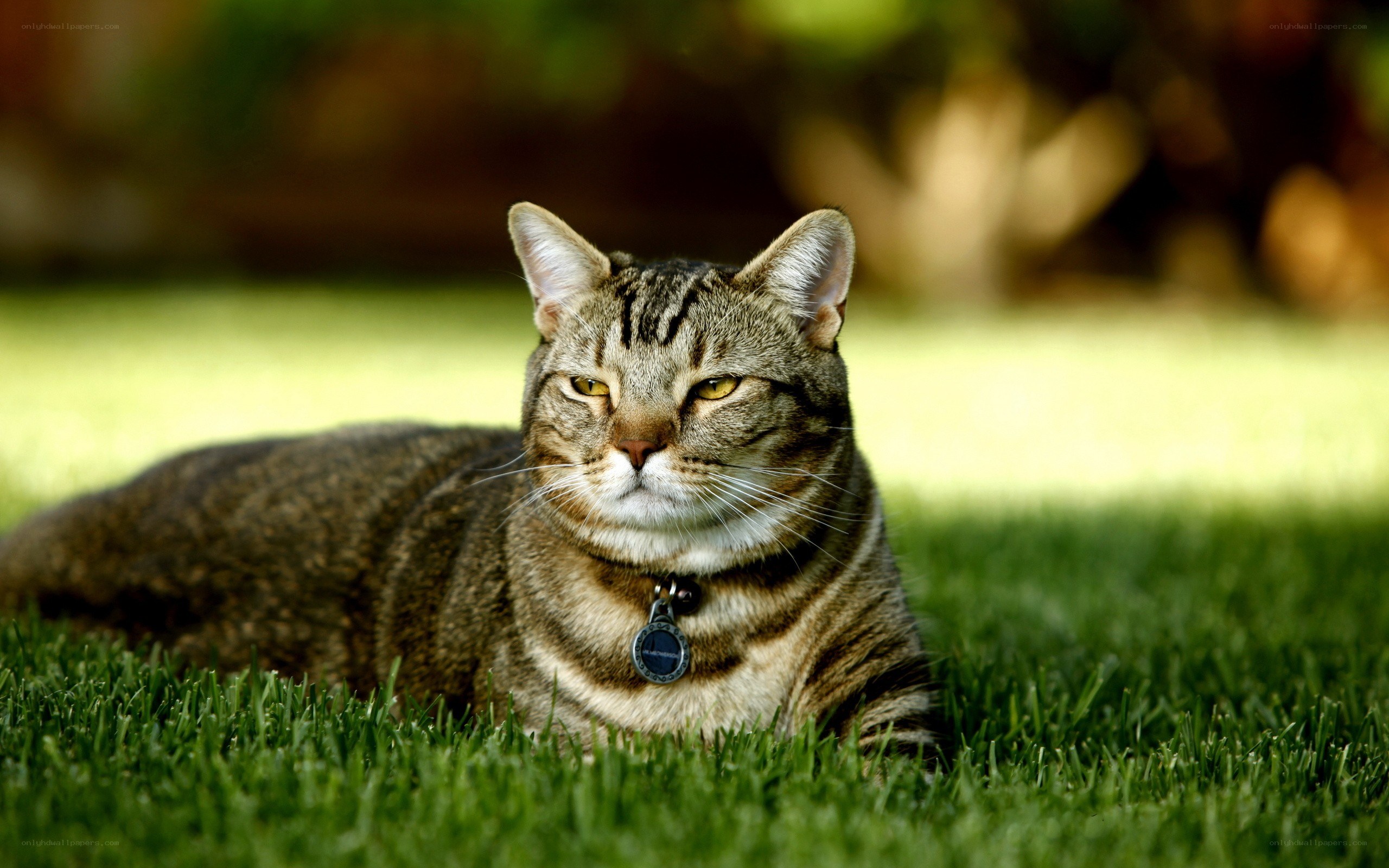 tabby cat on green grass