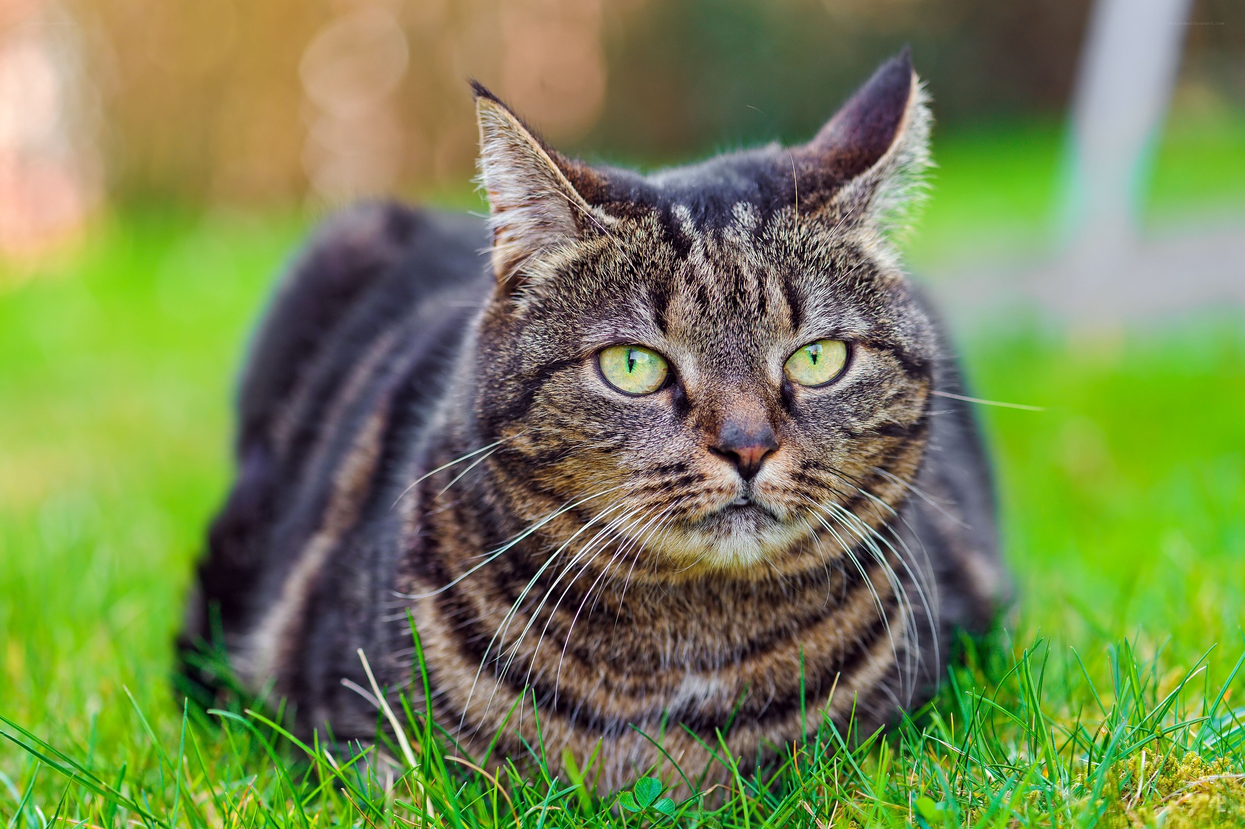 tabby cat on green grass