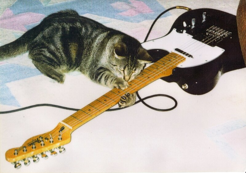 Tabby Cat on Guitar