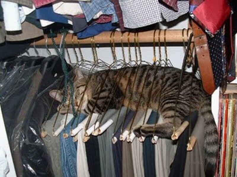 Tabby Cat on Hangers